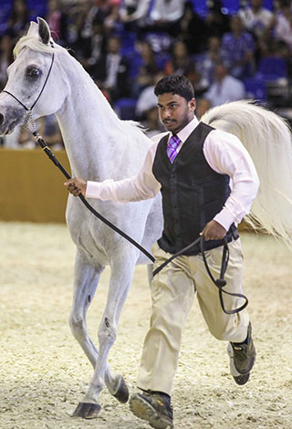 معرض دبي الدولي للخيل يقدم أفضل منصة لعرض تقنيات الفروسية