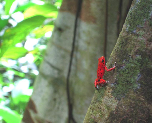 منتجع Red Frog Beach Rainforest فرصة لمحبي الهدوء والترف