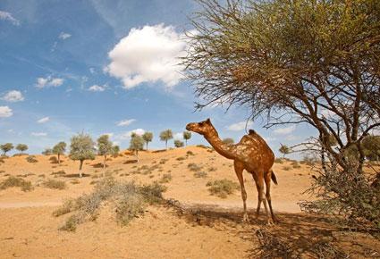 بنيان تري الوادي فردوس عربي عنوانه الرفاهية والراحة